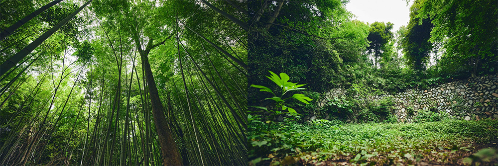 Whispering Bamboo Forrest e Ancient Stone Walls